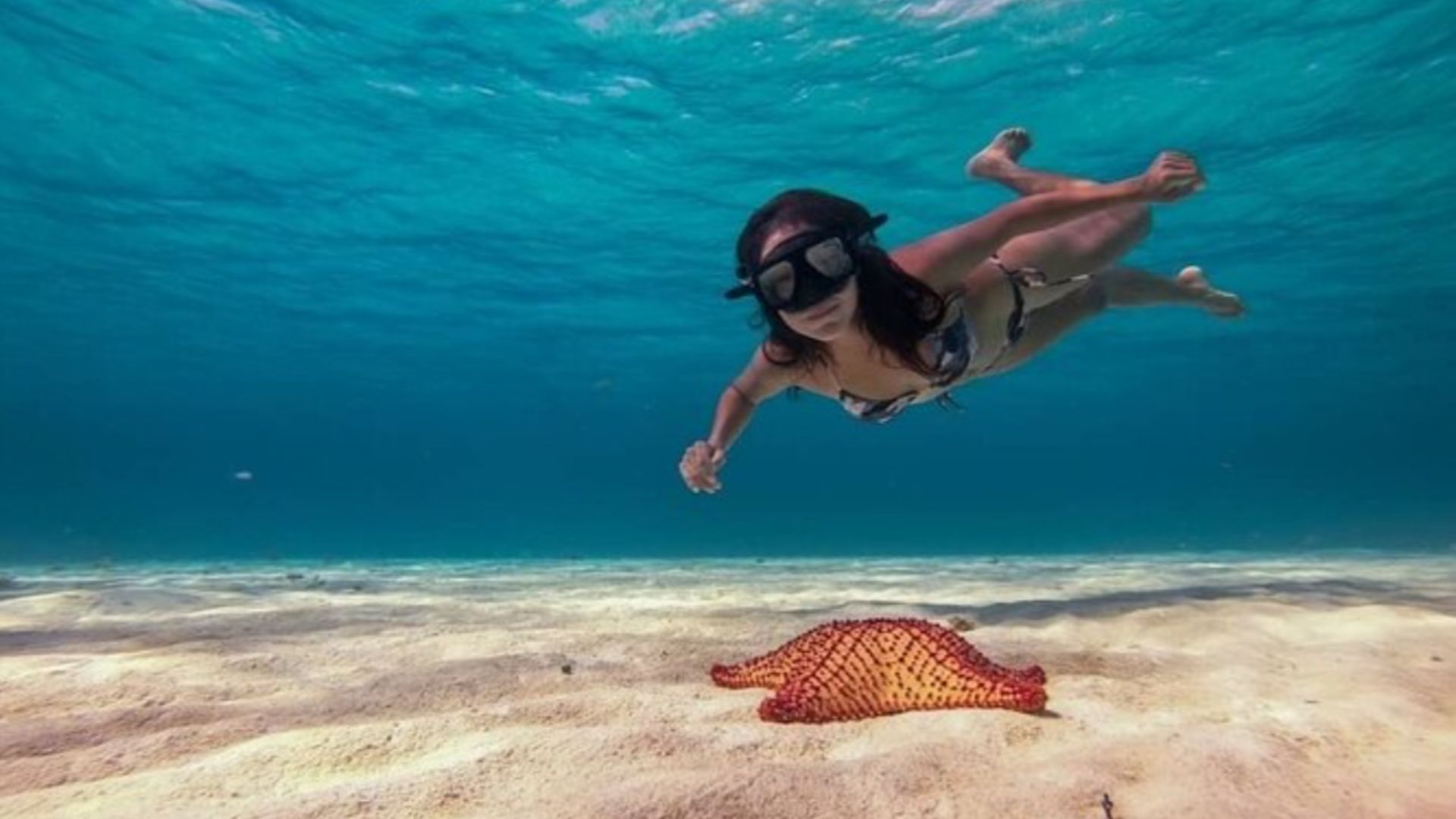 snorkeler starfish